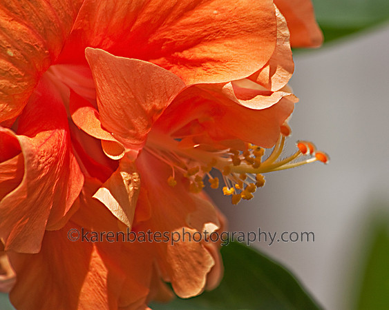 Hibiscus