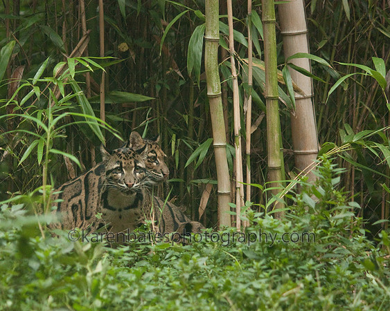 Clouded Leopard  - Nashville Zoo