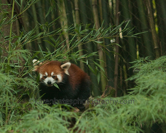 Red Panda - Nashville Zoo