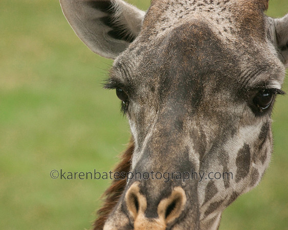 Giraff - Nashville Zoo