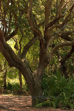 Live Oaks - Cumberland Island GA